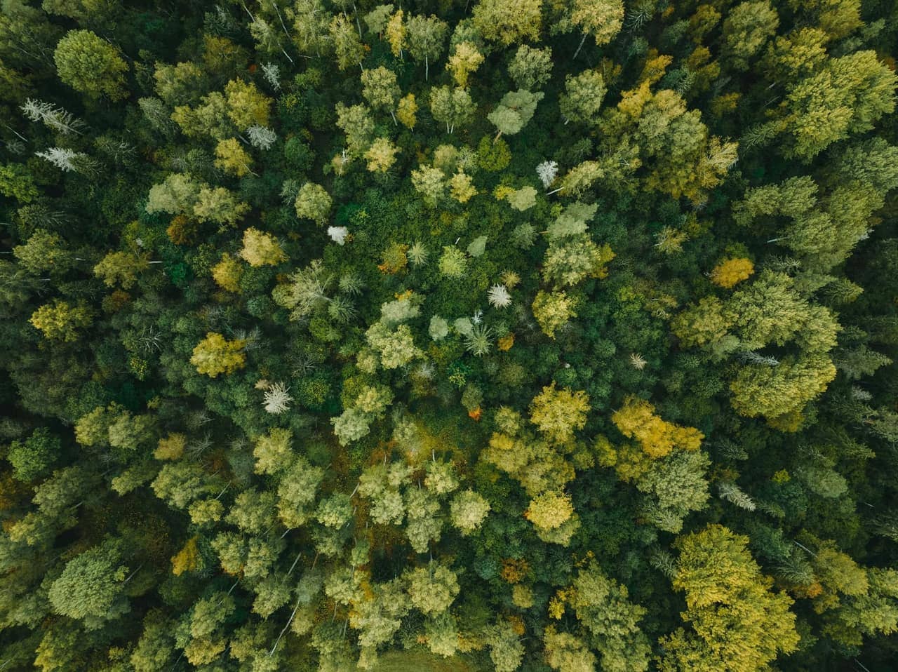  Green Forest 